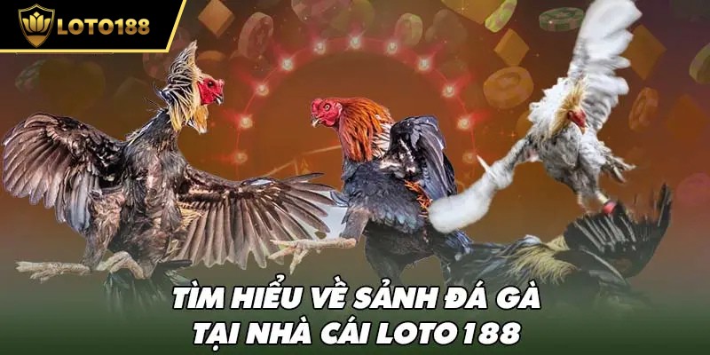 Tổng hợp nội dung về chuyên mục đá gà loto188 vô cùng thú vị